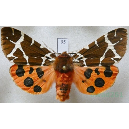 Arctia caja (Linnaeus, 1758) male Niedźwiedziówka kaja Czech95